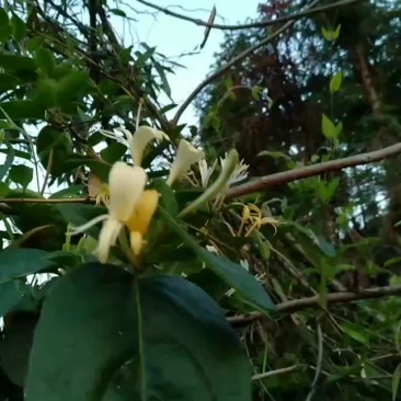 野生金银花