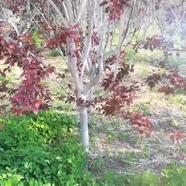 红叶李常年供应，自家苗圃，质量一二级货都有