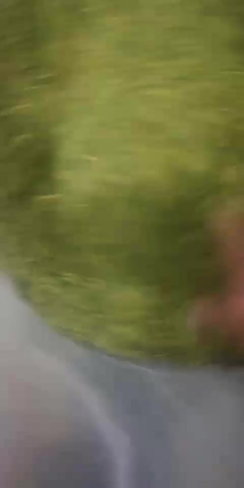 高山龙井