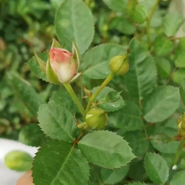 瑰桂欧月四季开花株型漂亮