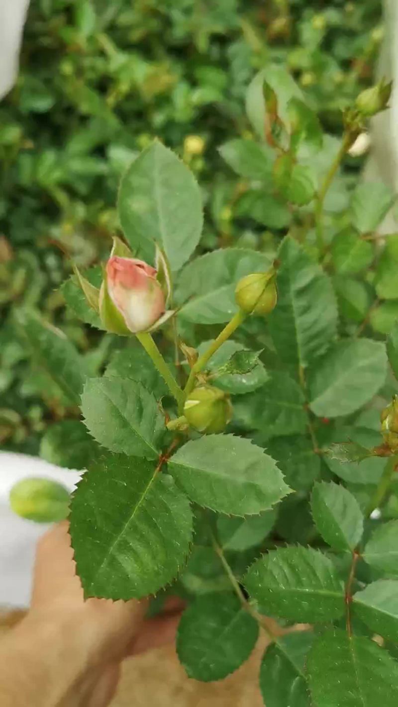 瑰桂欧月四季开花株型漂亮