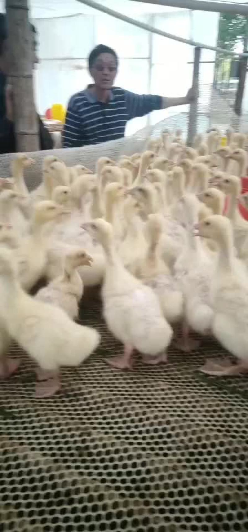鹅苗