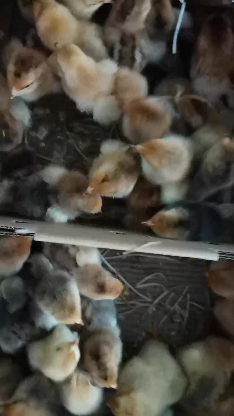 土鸡