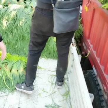 金乡县蒜薹