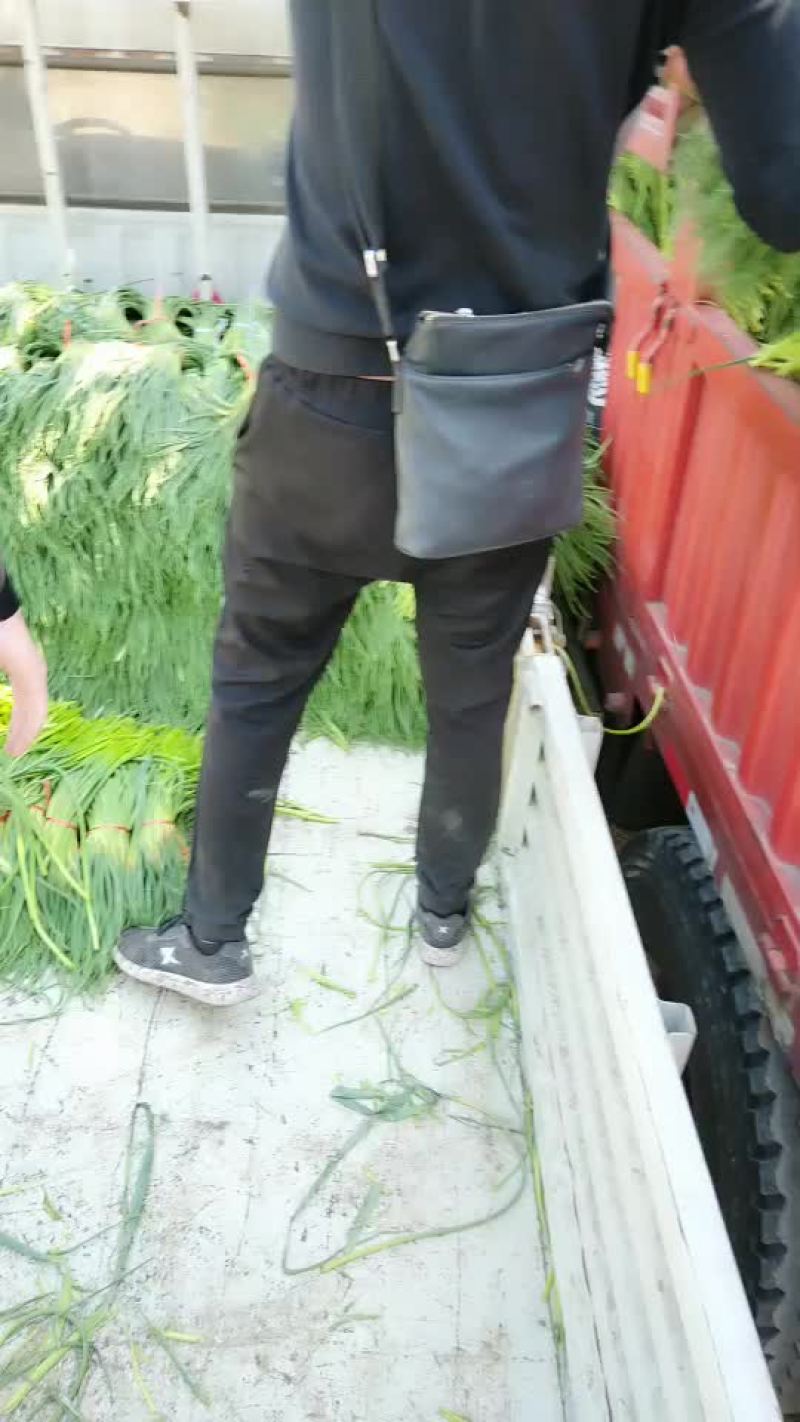 金乡县蒜薹