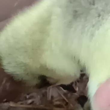 特大种狮头鹅苗大量供应