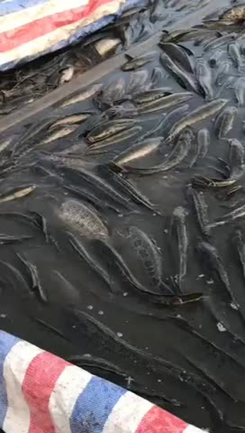 黑鱼