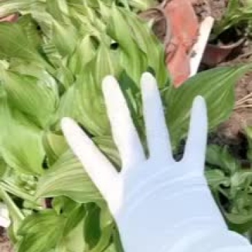 花叶玉簪