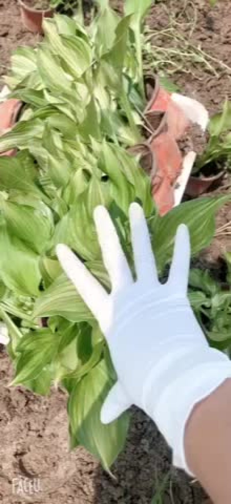 花叶玉簪