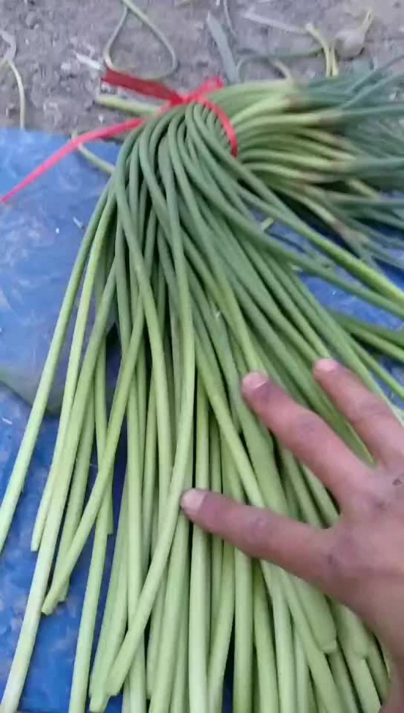 蒜薹