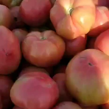 西红柿
