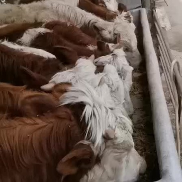 西门塔尔牛犊