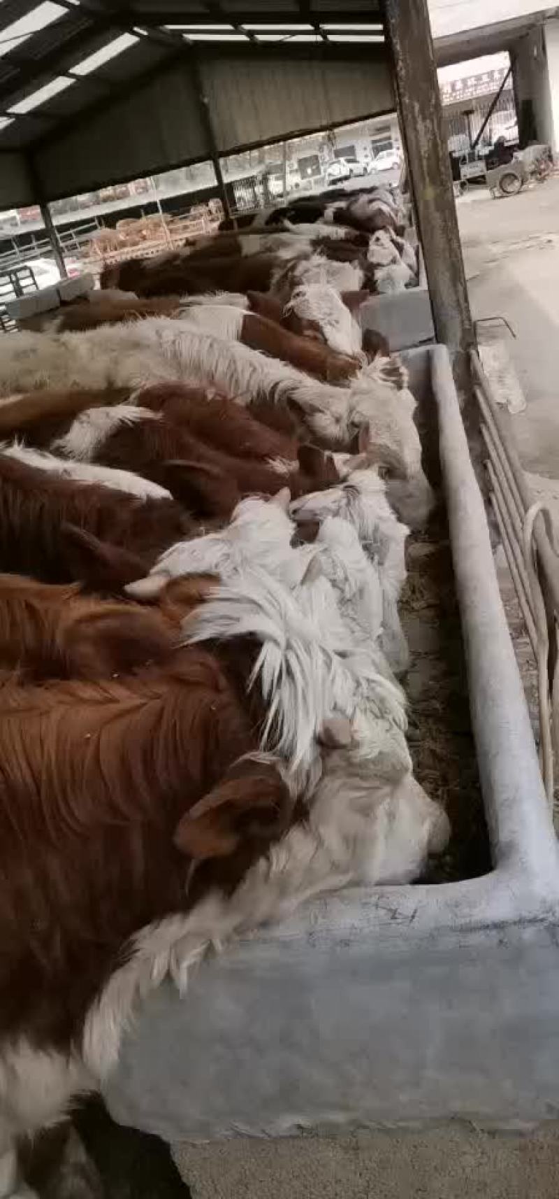 西门塔尔牛犊