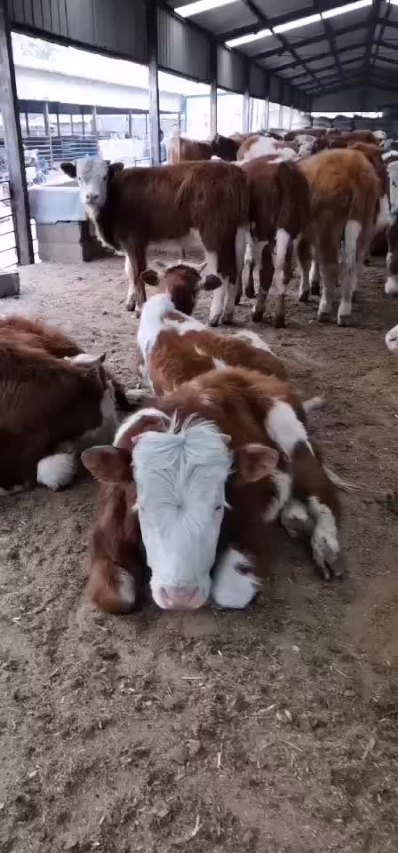 西门塔尔牛犊