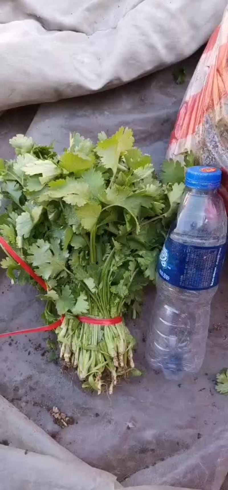 大叶香菜