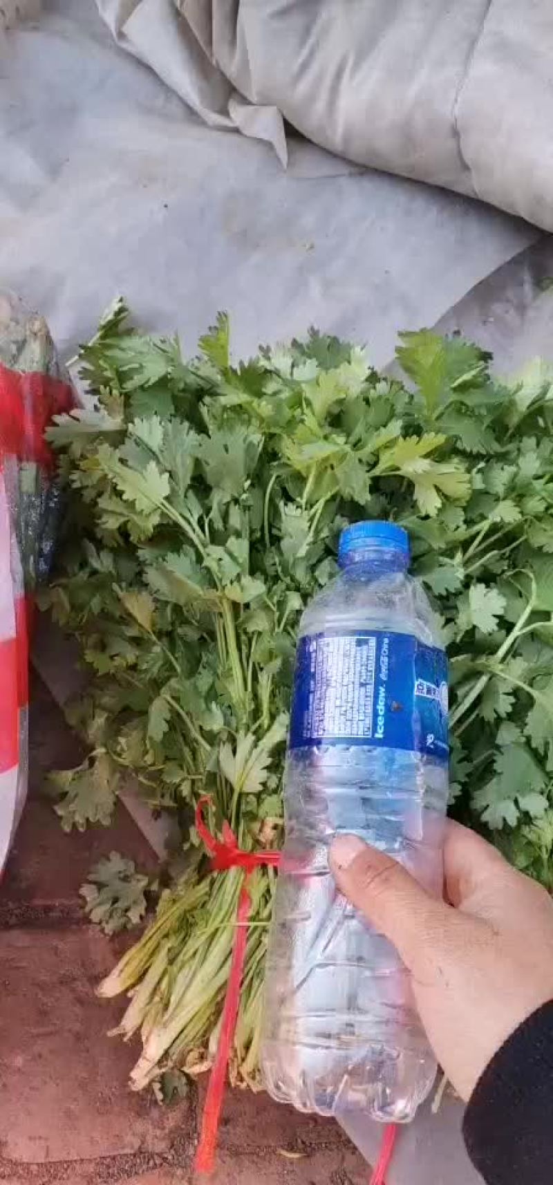 大叶香菜