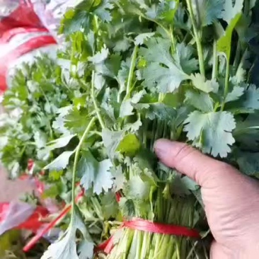 大叶香菜