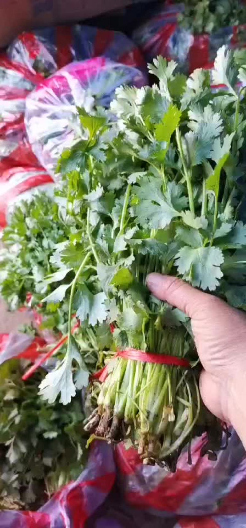 大叶香菜