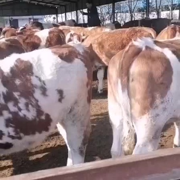 牛犊牛苗包成活三个月赠送铡草【国家重点扶持养牛业】