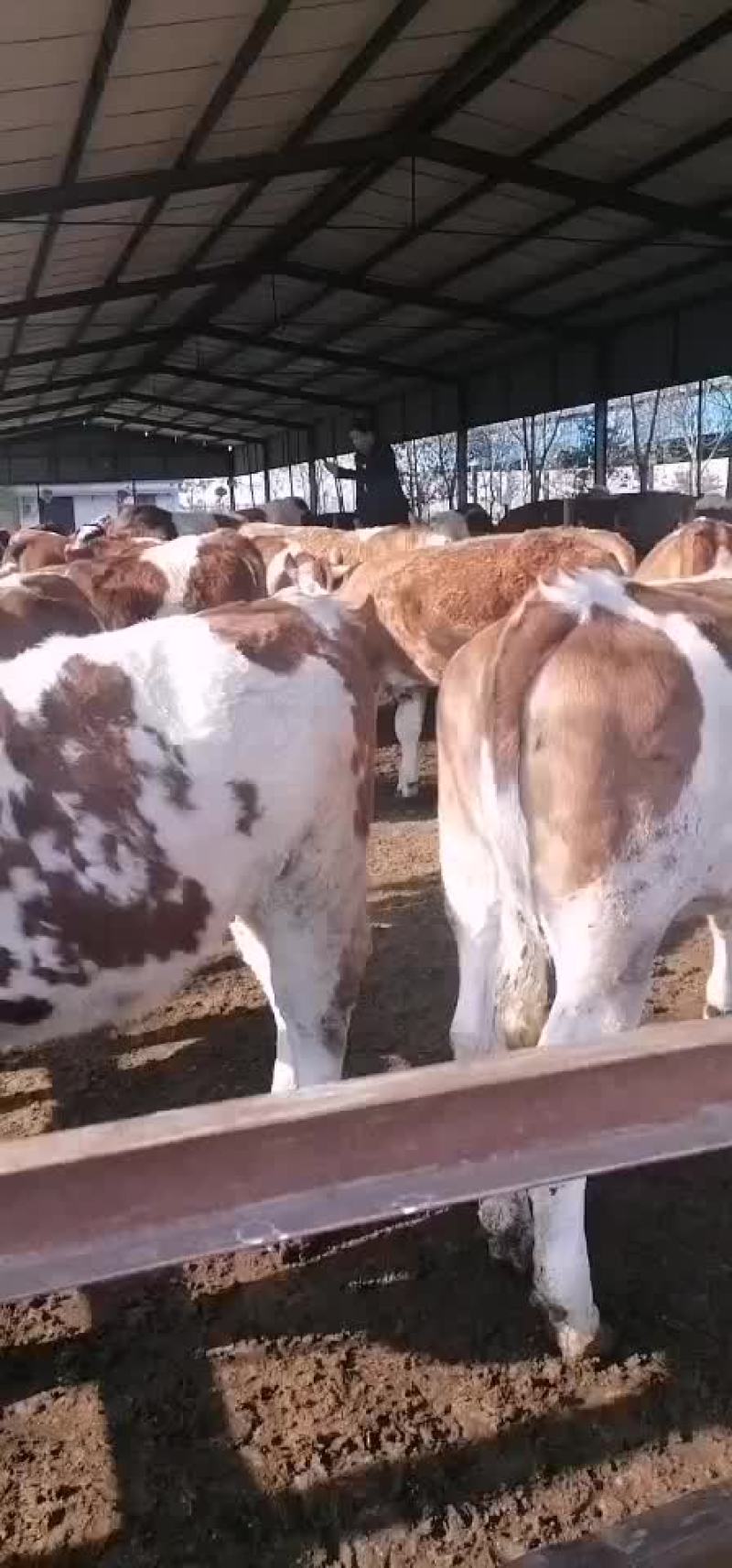 牛犊牛苗包成活三个月赠送铡草【国家重点扶持养牛业】