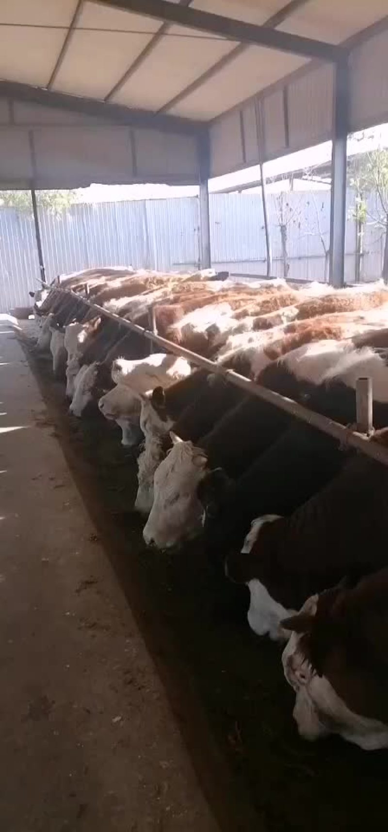 牛犊牛苗包成活三个月赠送铡草【国家重点扶持养牛业】