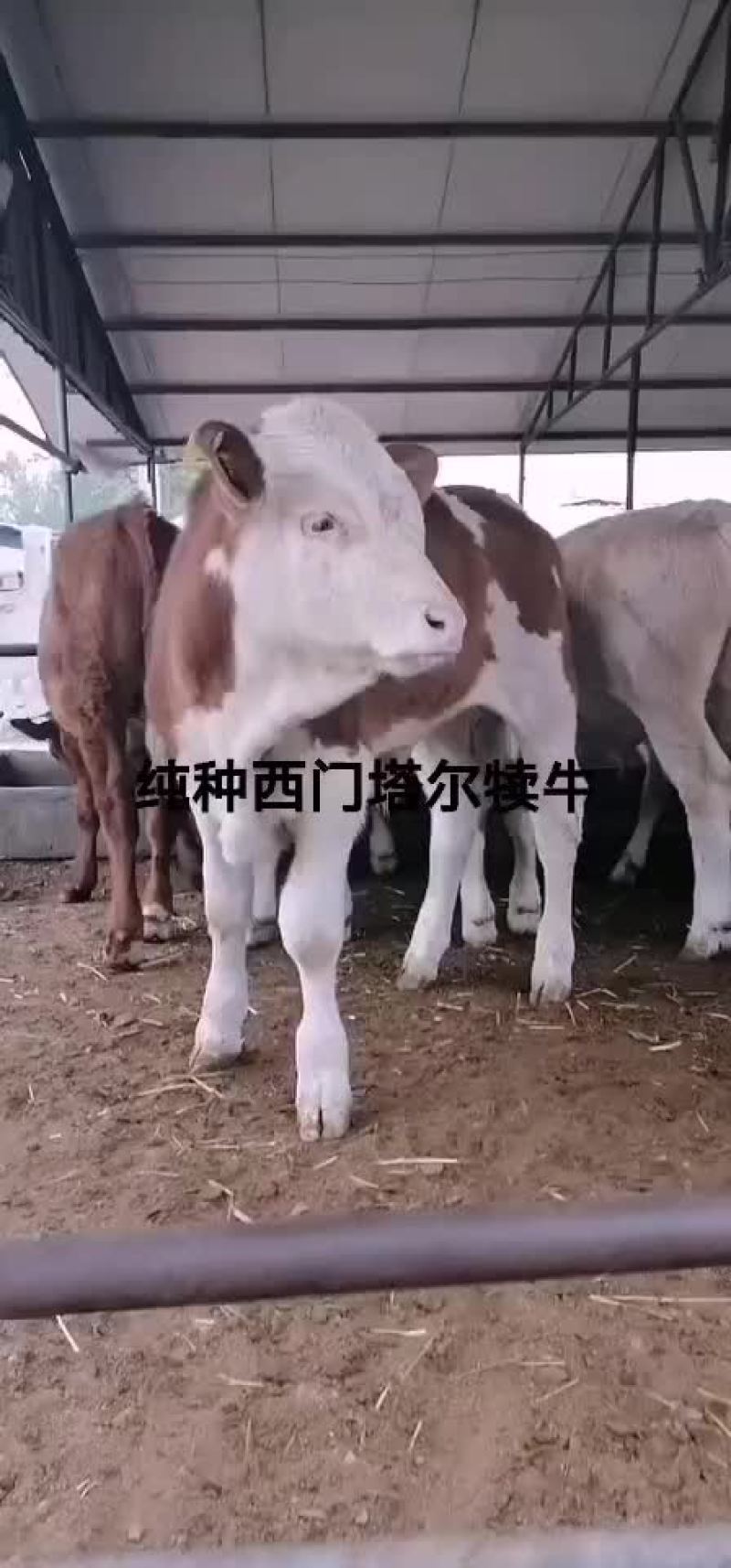 牛犊牛苗包成活三个月赠送铡草【国家重点扶持养牛业】