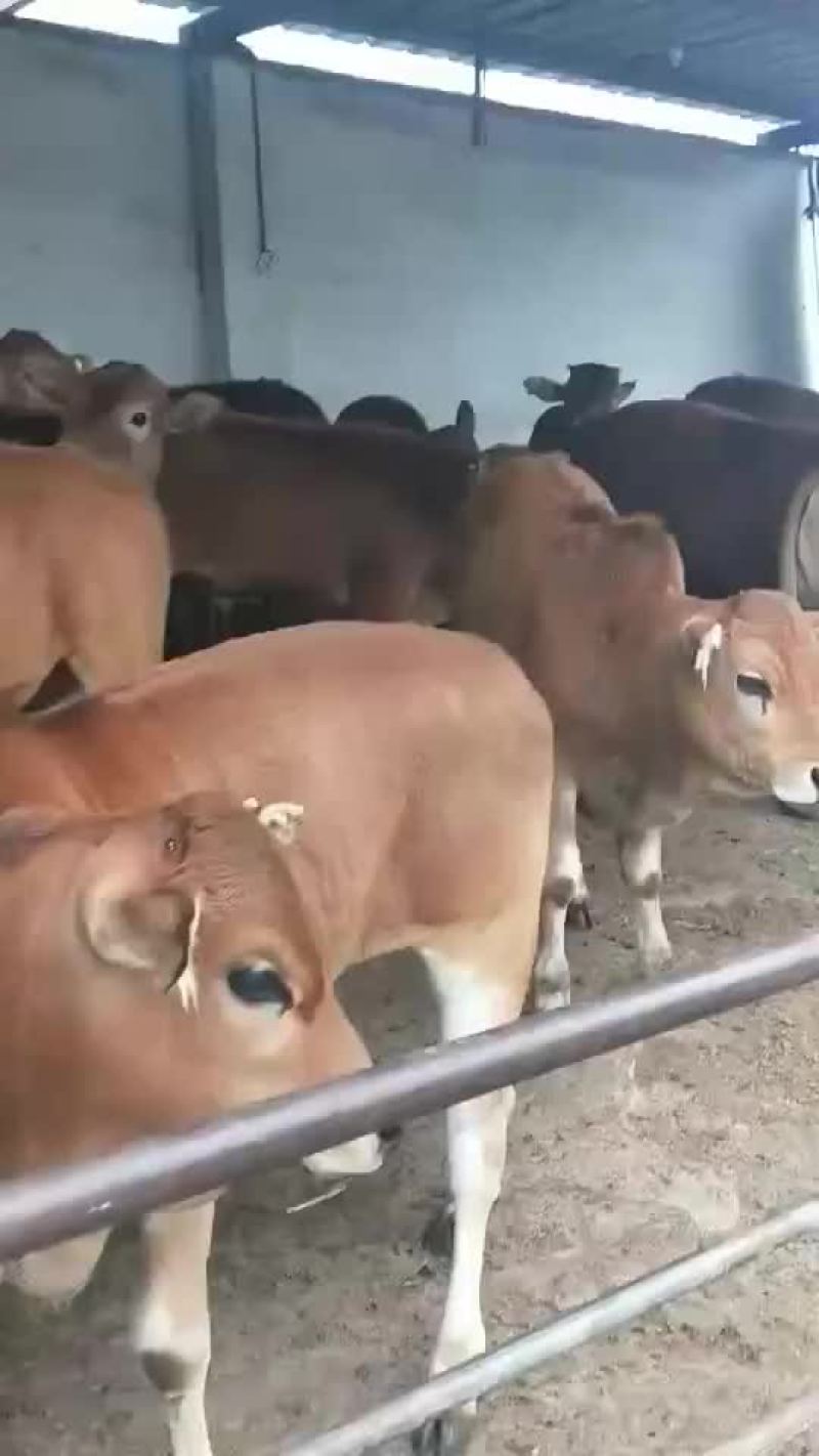 牛犊牛苗包成活三个月赠送铡草【国家重点扶持养牛业】