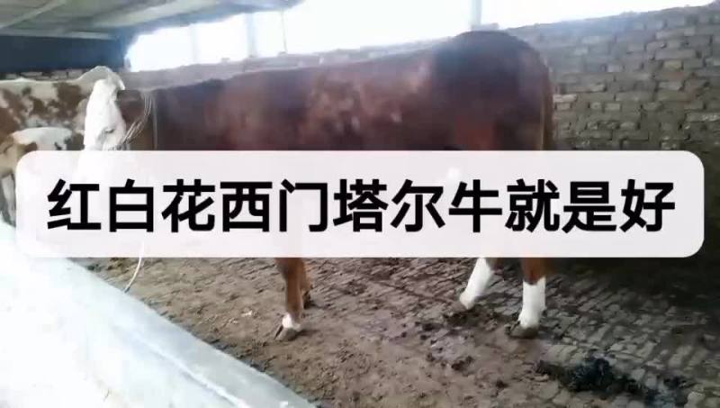 牛犊牛苗包成活三个月赠送铡草【国家重点扶持养牛业】