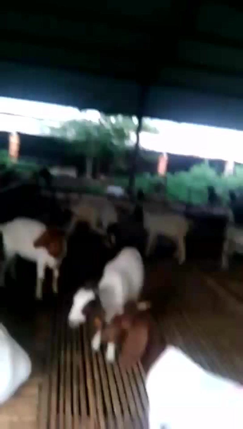 牛犊牛苗包成活三个月赠送铡草【国家重点扶持养牛业】