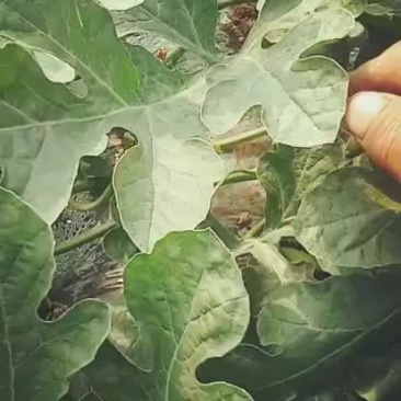 新沂高流8424高流西瓜，美都，头茬瓜专业代办