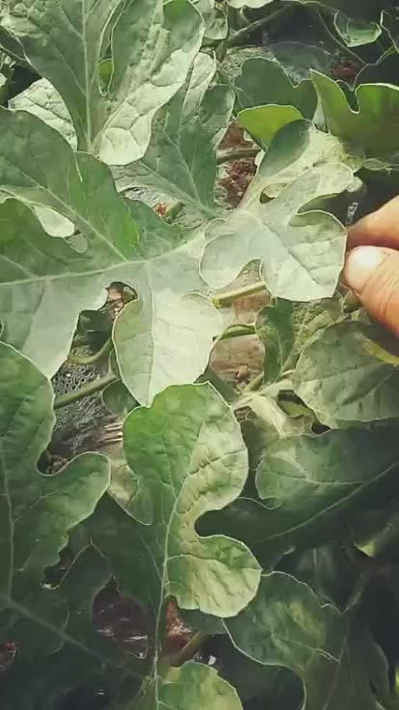 新沂高流8424高流西瓜，美都，头茬瓜专业代办