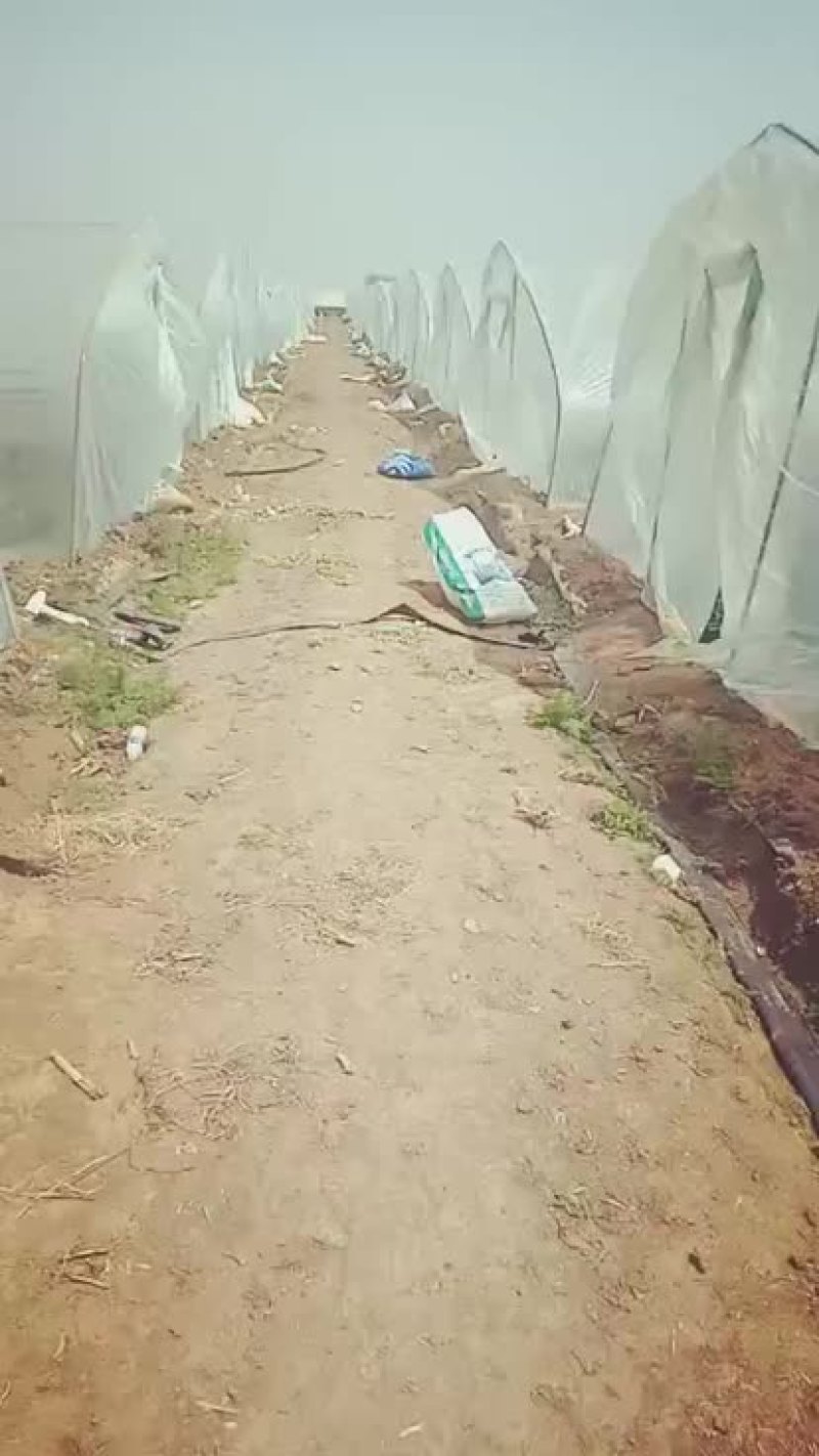 新沂高流8424高流西瓜，美都，头茬瓜专业代办