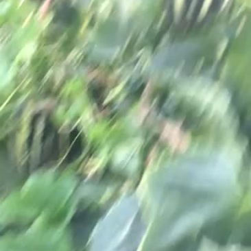 博洋九