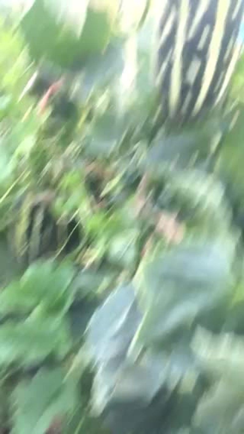 博洋九