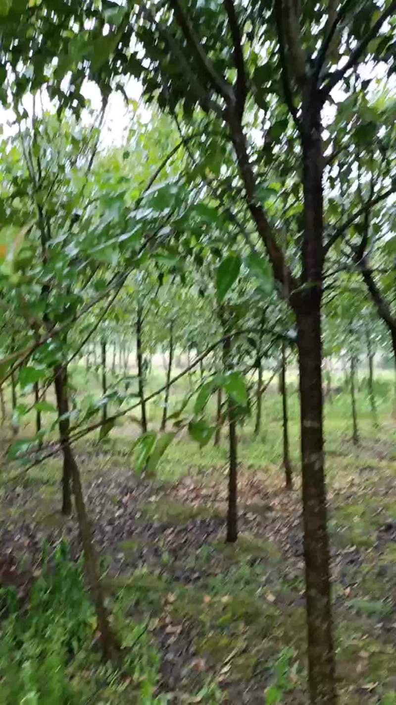大叶女贞