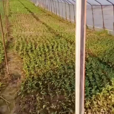 空心菜苗