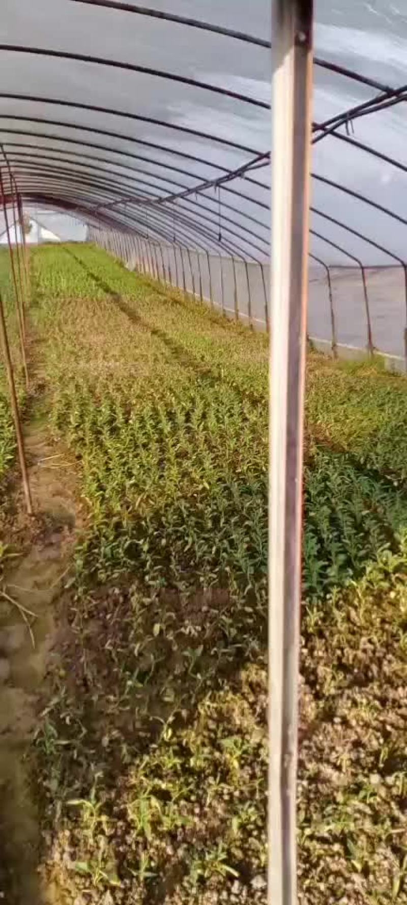 空心菜苗