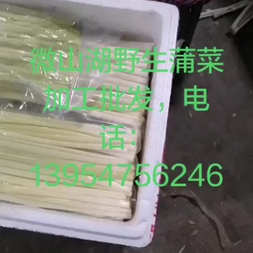 微山湖蒲菜真空包装加工