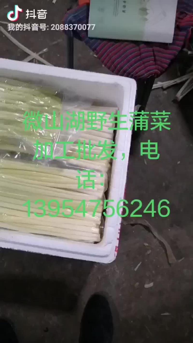 微山湖蒲菜真空包装加工