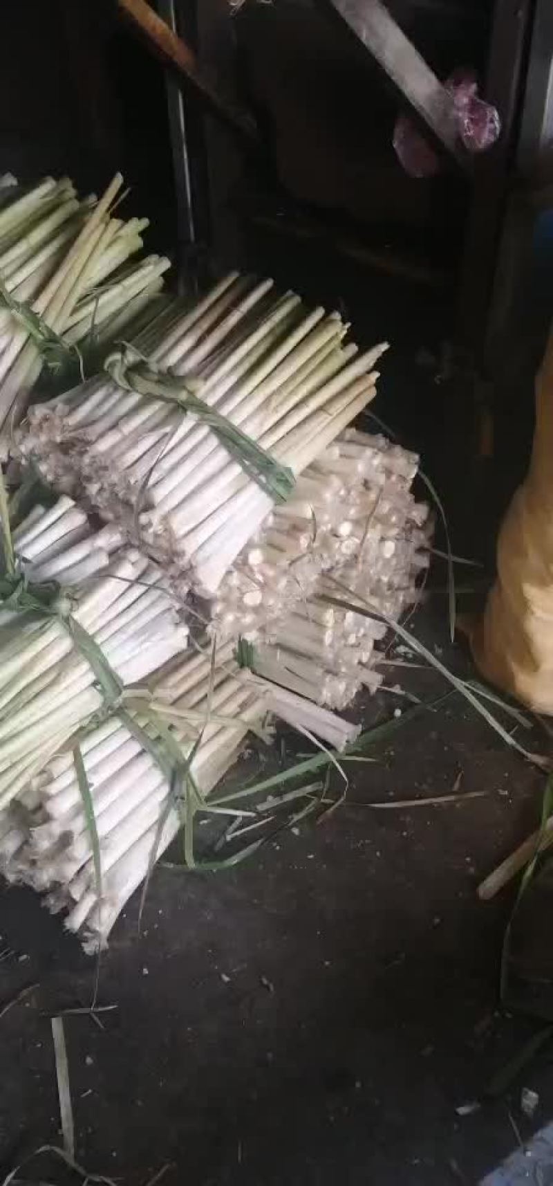 微山湖蒲菜真空包装加工