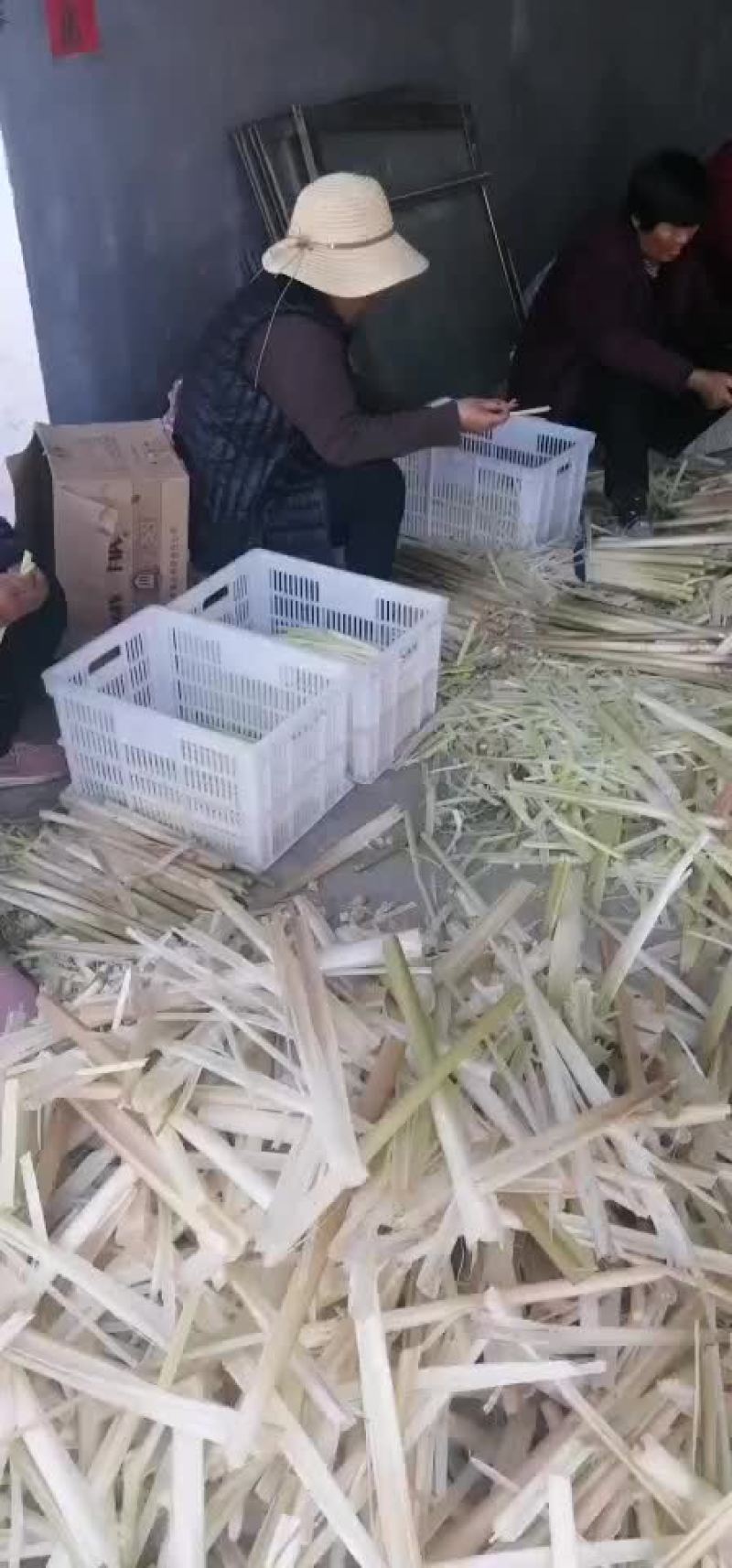 微山湖蒲菜真空包装加工
