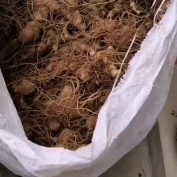 黄精苗多花姜型黄精福建省三明