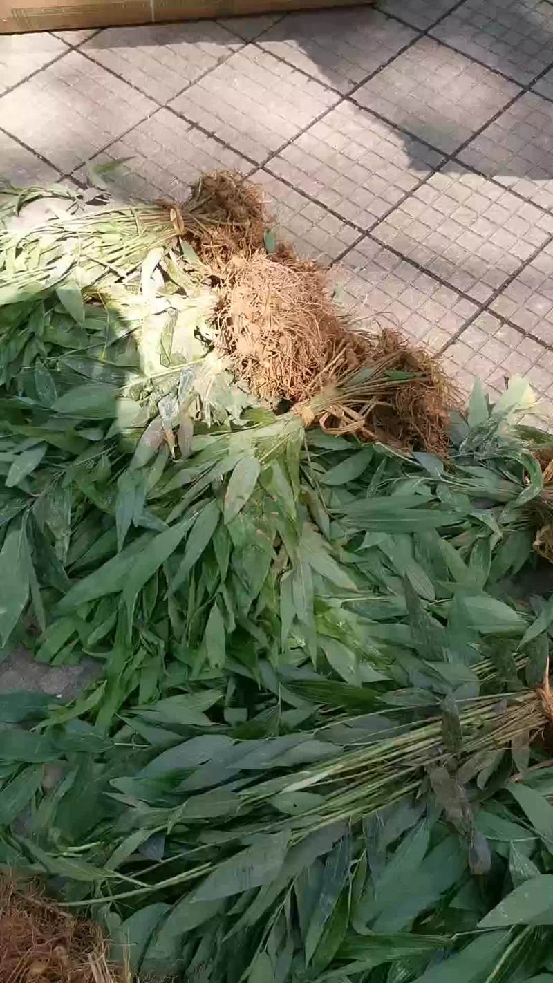 黄精苗多花姜型黄精福建省三明
