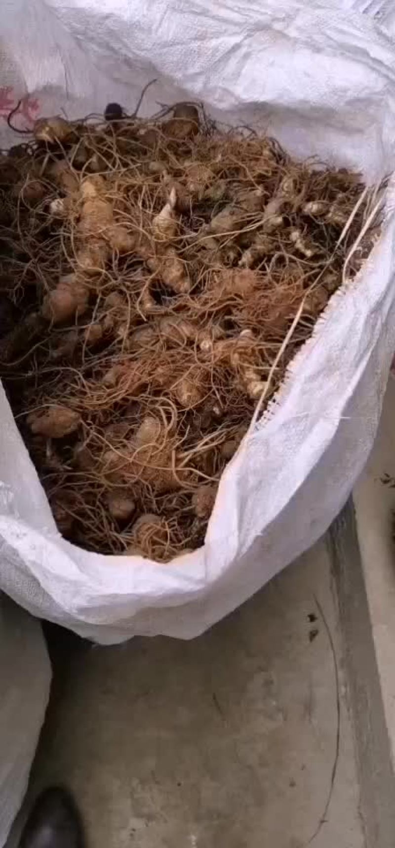 黄精苗多花姜型黄精福建省三明