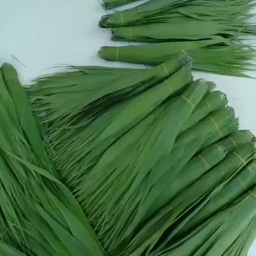 白洋淀芦苇叶