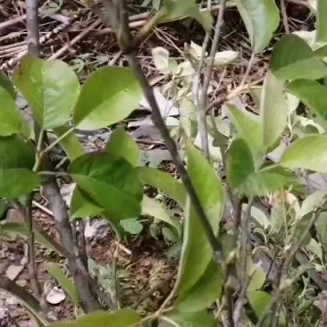 山楂寄生