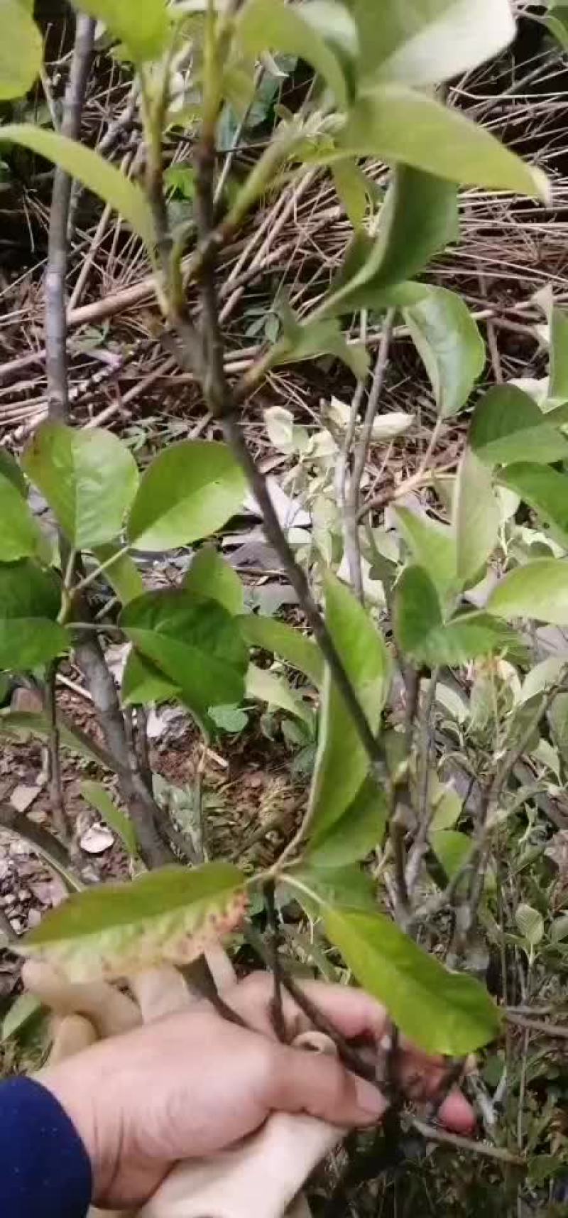山楂寄生