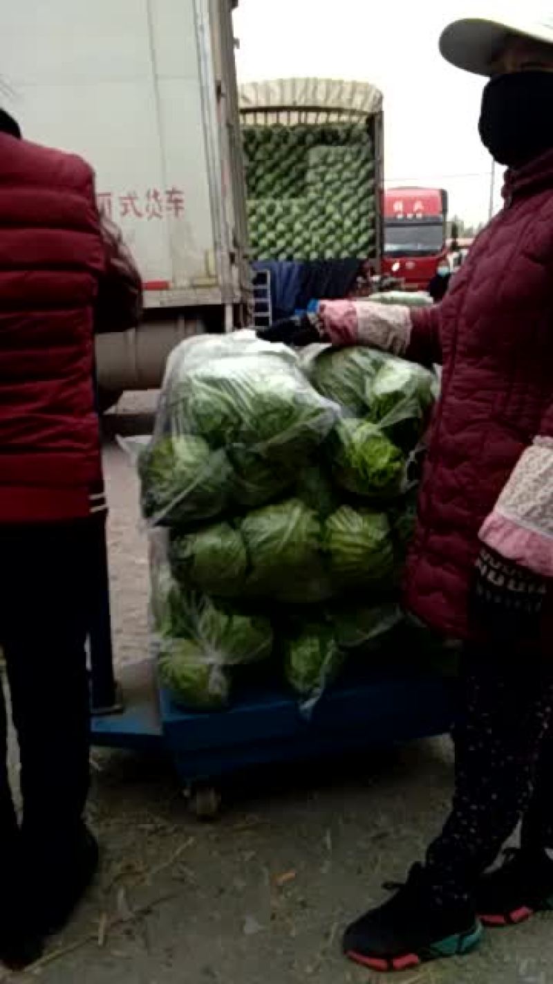 中甘甘蓝