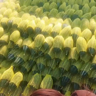精品博洋