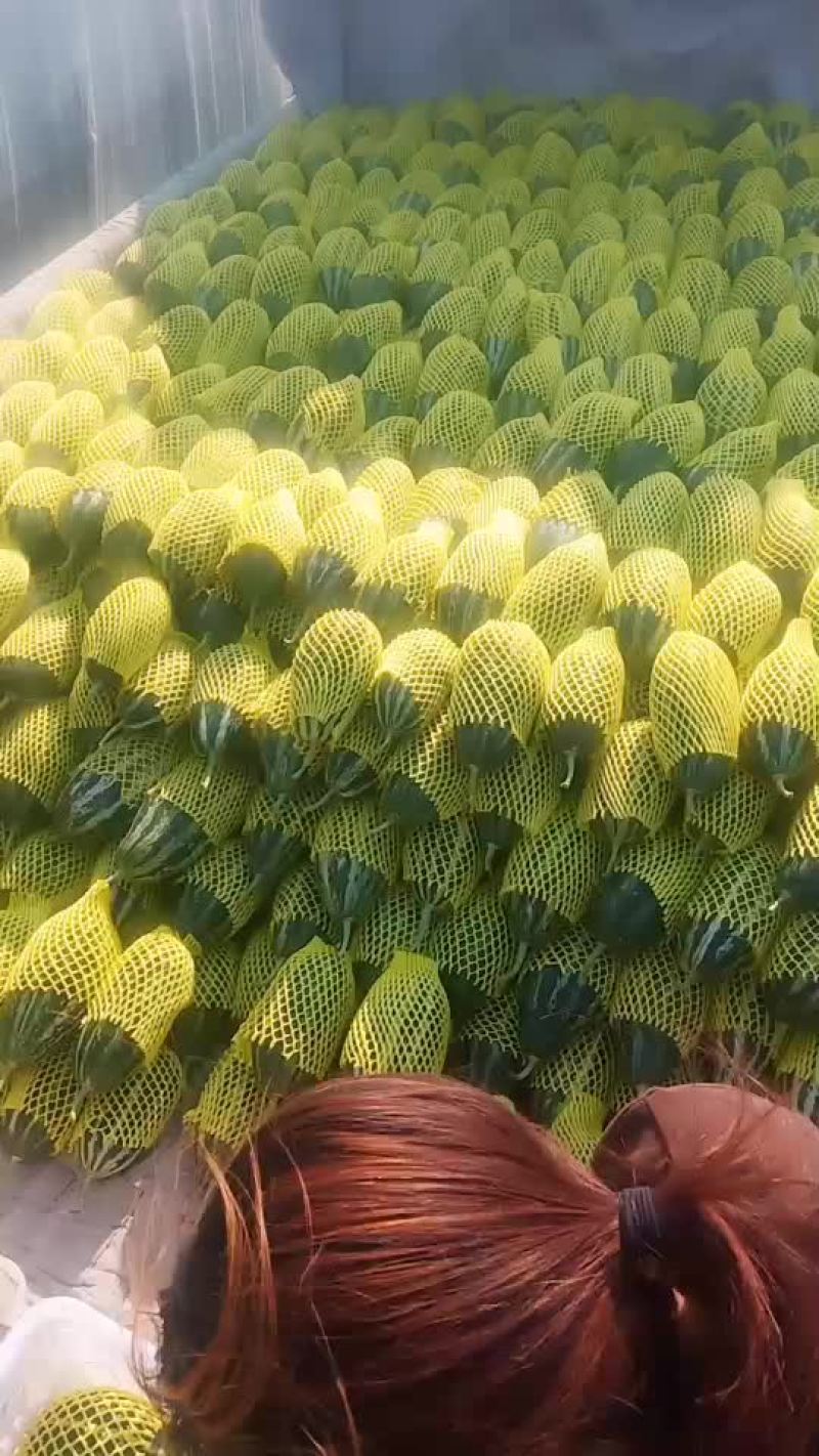 精品博洋